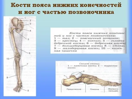 Будова ноги людини скелет нижніх кінцівок (нижніх) Будова ноги людини скелет нижніх кінцівок