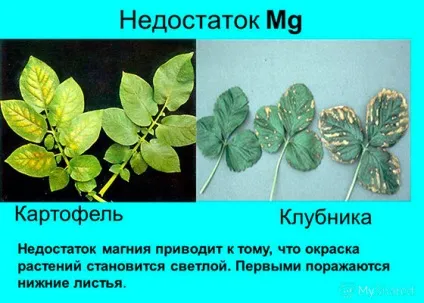 Сульфат магнію для рослин як використовувати і навіщо (сульфат) Сульфат магнію для рослин як використовувати і навіщо