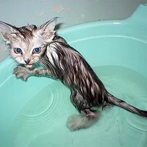 Температура води для купання кота, муркотікі (температура) Температура води для купання кота, муркотікі