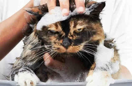 Температура води для купання кота, муркотікі (температура) Температура води для купання кота, муркотікі