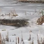 Тонкощі полювання на ондатру з самоловами і зброєю - поради досвідченого мисливця (мисливця) Тонкощі полювання на ондатру з самоловами і зброєю - поради досвідченого мисливця