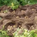 Технологія вирощування картоплі без підгортання і прополки (вирощування) Технологія вирощування картоплі без підгортання і прополки