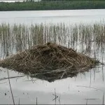 Тонкощі полювання на ондатру з самоловами і зброєю - поради досвідченого мисливця (мисливця) Тонкощі полювання на ондатру з самоловами і зброєю - поради досвідченого мисливця
