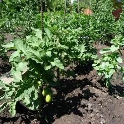 Томат човник характеристика та опис сорту, відгуки про нього тих хто вирощував його фото (характеристика) Томат човник характеристика та опис сорту, відгуки про нього тих хто вирощував його фото