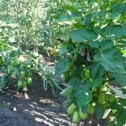 Томат човник характеристика та опис сорту, відгуки про нього тих хто вирощував його фото (сорти) Томат човник характеристика та опис сорту, відгуки про нього тих хто вирощував його фото