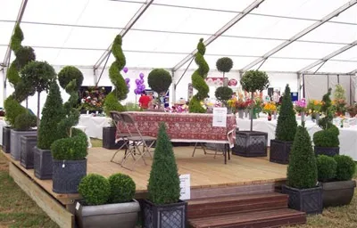 Топіар - ландшафтний дизайн своїми руками (вічнозелений Buxus sempervirens) Топіар - ландшафтний дизайн своїми руками