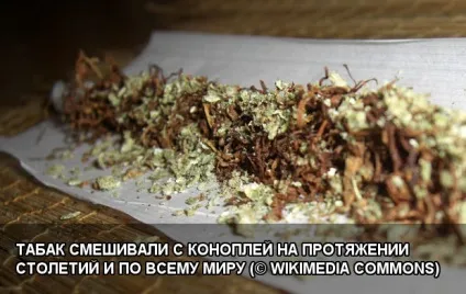 Марихуана тютюн що виходить в сумі (тютюн) Марихуана тютюн що виходить в сумі
