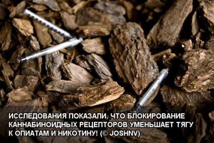 Марихуана тютюн що виходить в сумі (тютюн) Марихуана тютюн що виходить в сумі
