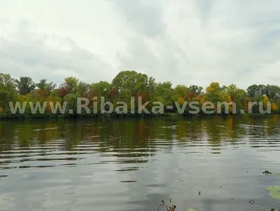 Твістери на окуня