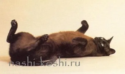 Вчимо котячий мову, все про кішок