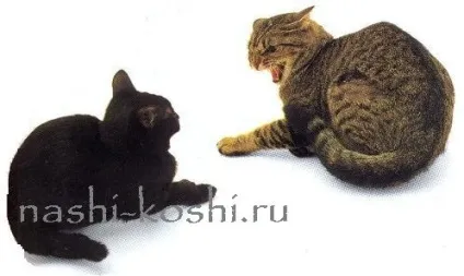 Вчимо котячий мову, все про кішок