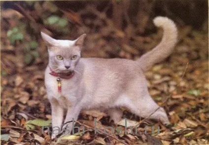Вчимо котячий мову, все про кішок
