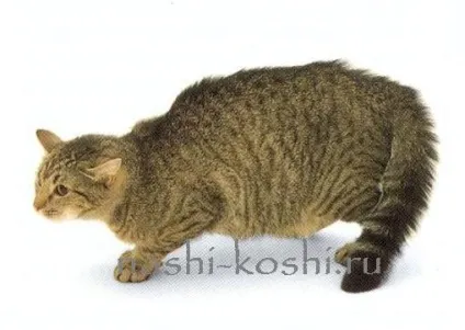 Вчимо котячий мову, все про кішок