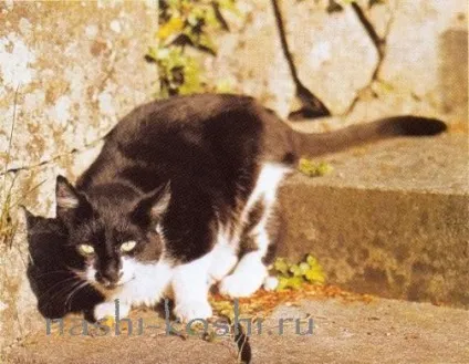 Вчимо котячий мову, все про кішок