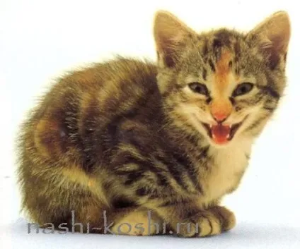 Вчимо котячий мову, все про кішок
