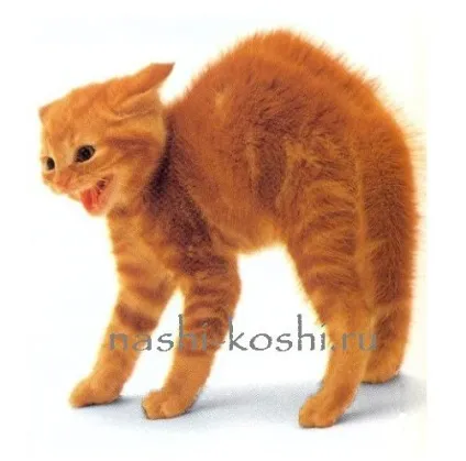 Вчимо котячий мову, все про кішок