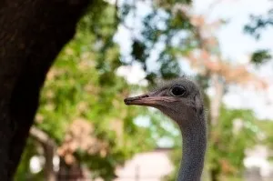 Уроки фотографії який режим зйомки вибрати на дзеркальній камері (фотографії) Уроки фотографії який режим зйомки вибрати на дзеркальній камері