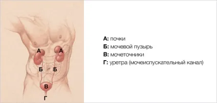 Уростома, hollister