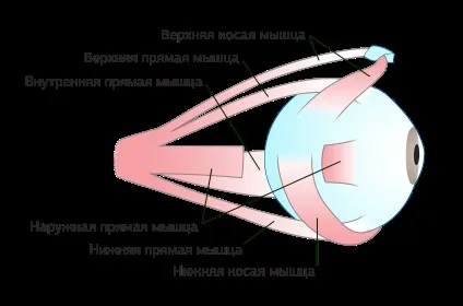 Вправи для м'язів очей, гімнастика для зміцнення очних м'язів (гімнастика) Вправи для м'язів очей, гімнастика для зміцнення очних м'язів