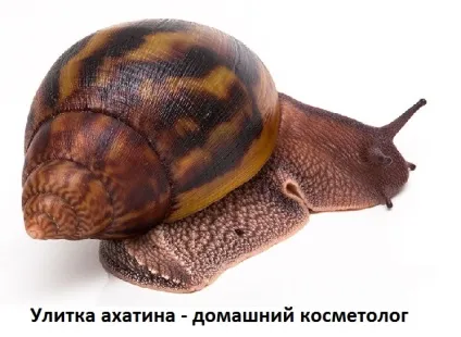 Равлики Ахатина лікувальні властивості, як користуватися в косметичних цілях, сайт про методи лікування