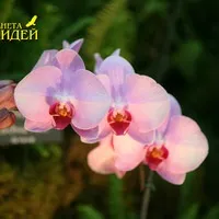 Догляд за фаленопсис