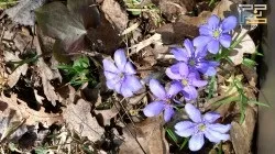 витончений максималізм