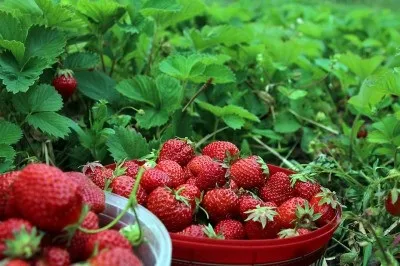 Догляд за полуницею після збору врожаю обрізка вусів, листя, прополка та інші процедури