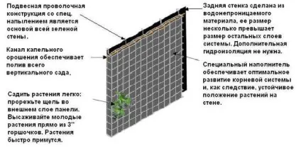 Пристрій вертикального озеленення в квартирі своїми руками - рослини та обладнання (рослини) Пристрій вертикального озеленення в квартирі своїми руками - рослини та обладнання