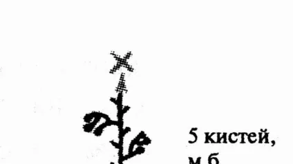 Усунення томатних «неполадок»