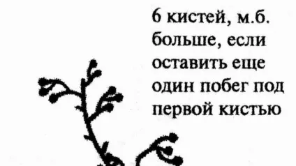 Усунення томатних «неполадок»
