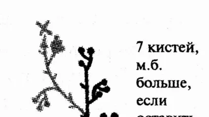 Усунення томатних «неполадок»
