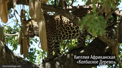 Догляд за шкірою шиї і декольте - допоможе ковбасне дерево!