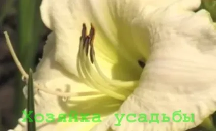 Догляд за лилейниками в саду
