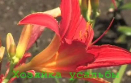 Догляд за лилейниками в саду