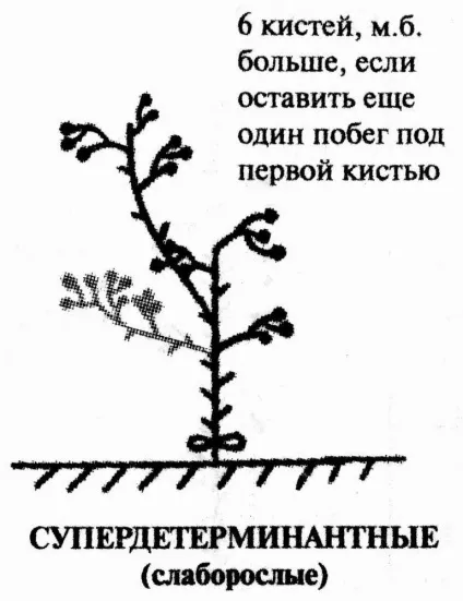 Усунення томатних «неполадок»