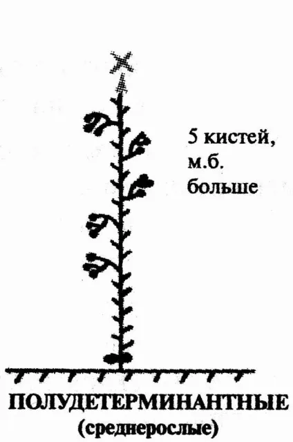 Усунення томатних «неполадок»