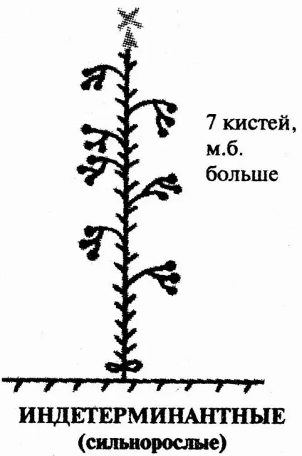 Усунення томатних «неполадок»