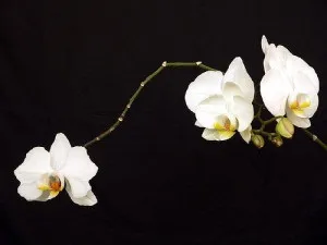 Догляд за орхідеєю фаленопсис (phalaenopsis) (догляд за орхідеєю phalaenopsis) Догляд за орхідеєю фаленопсис (phalaenopsis)
