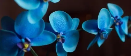 Догляд за орхідеєю фаленопсис (phalaenopsis) (домашня орхідея фаленопсис догляд) Догляд за орхідеєю фаленопсис (phalaenopsis)