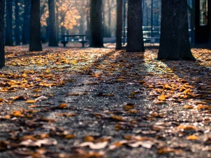 У чому різниця між offer, suggest та propose, курси англійської (propose) У чому різниця між offer, suggest та propose, курси англійської