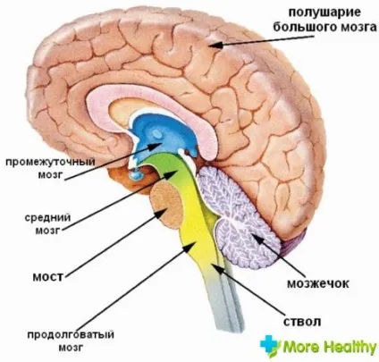 Венозна дисфункція головного мозку (лікування і профілактика) Венозна дисфункція головного мозку