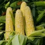 вирощування кукурудзи