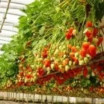 Вирощування розсади на продаж як скласти грамотний бізнес-план і врахувати всі особливості бізнесу (розсади) Вирощування розсади на продаж як скласти грамотний бізнес-план і врахувати всі особливості бізнесу