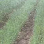 Вирощування зеленої цибулі, підсобне господарство (лука) Вирощування зеленої цибулі, підсобне господарство