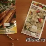 Вирощування розсади огірків в домашніх умовах (домашніх) Вирощування розсади огірків в домашніх умовах