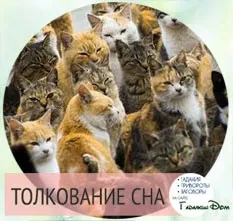 Бачити уві сні багато кішок що це означає (кішок) Бачити уві сні багато кішок що це означає
