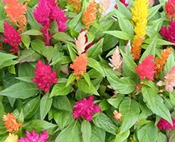 Вирощування целозии перистої з насіння (насіння) Вирощування целозии перистої з насіння