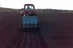Вирощування часнику як бізнес - стабільне справу для початківців (вирощування) Вирощування часнику як бізнес - стабільне справу для початківців