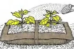 Вирощування баклажанів на дачних ділянках