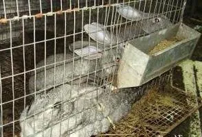 Чи вигідно розводити кроликів бізнес-план по розведенню кроликів (бізнес-план) Чи вигідно розводити кроликів бізнес-план по розведенню кроликів